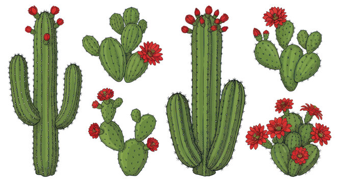 Desert Cactus Collection with Red Flowers