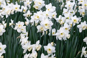 Fototapeta premium Daffodils in cemetery Sint-Pieters-Leeuw