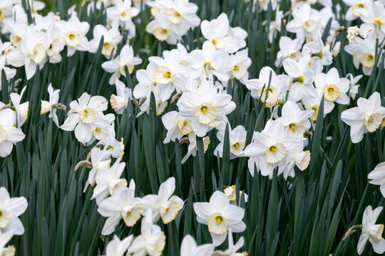 Daffodils in cemetery Sint-Pieters-Leeuw