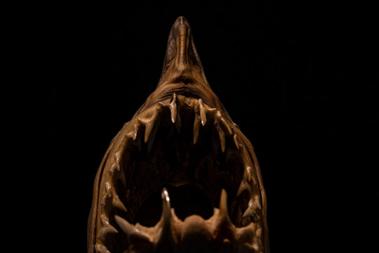 ocular, animal, cara, arte, negro, estatua, naturaleza, pez, tiburon, dientes, miedo, boca, ojo, terror, piel, aspero, , 