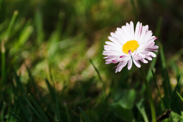 Lawn daisy in the evening sun on a blurred natural background close up. Side view of daisy or bellis perennis white flower in sunlight, in a sunny spring garden, beautiful outdoor floral background © Anna Skliarenko