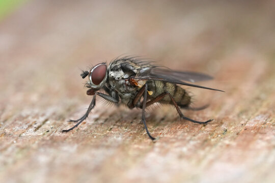 Detailed closeup on a hairy root fly, Hylemya vagans sitting on wood