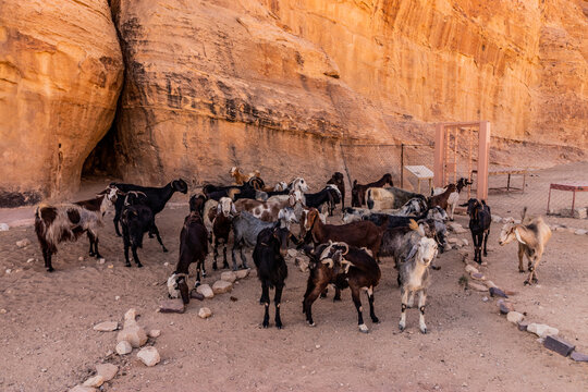 Goats at Beidha (Bayda) Neolithic archaeological site near Petra, Jordan