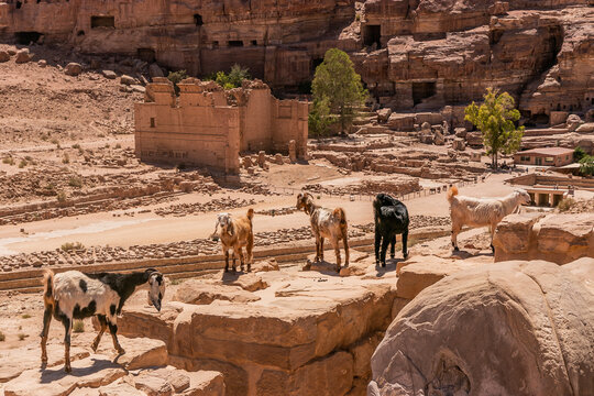 Goats above Qasr al-Bint ruins in the ancient city Petra, Jordan