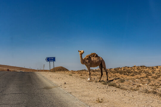 Camel near the King's Highway in Jordan