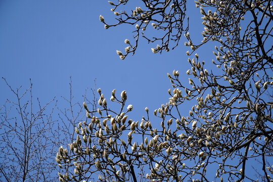 Magnolia's Peaks Set To Bloom