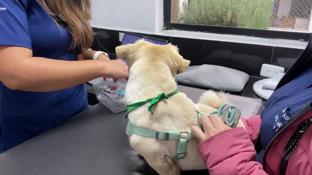 A scared little dog while the vet prepares the injection to treat a sick dog