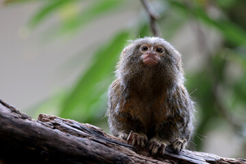 Fototapeta premium Pygmy marmoset, also known as a 