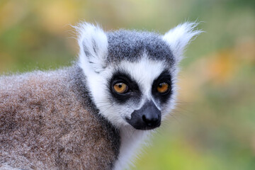 Fototapeta premium Ringtailed lemur (Lemur Catta) in natural habitat