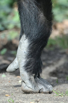 hand of Western Lowland gorilla in natural habitat