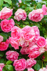 Fototapeta premium Branch of delicate pink roses in full bloom growing in summer garden. Romantic floral background with natural light, decorative flowers and green foliage. Spring and nature, gardening, plant breeding.