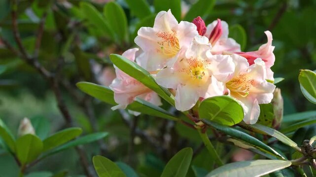 Rhododendron hybrid "Bernstein" blooming in a garden.