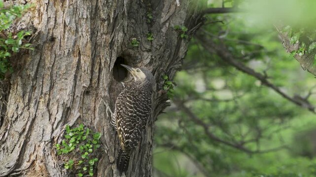 Andean Flicker perched by a tree hollow nest in nature