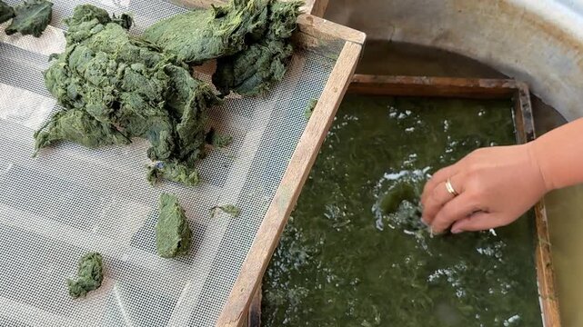 Making Lao River Algae Weed Snacks (Kaipen)