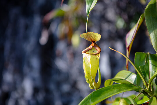 Nepenthes treubiana pitcherplant growing on limestone hills in Misool, Raja Ampat