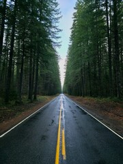 Obraz premium Road in an Isolated Forest - Gifford Pinchot National Forest, Washington, USA