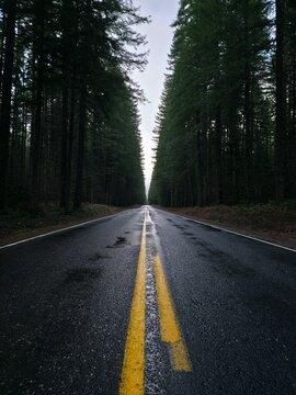 Road in an Isolated Forest - Gifford Pinchot National Forest, Washington, USA
