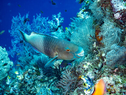 A parrotfish feeding on coral reef showing its teeth or parrotbill