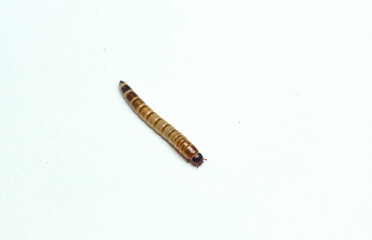 Obraz premium Single mealworm lies on plain white surface. Body shows distinct segments and natural brown tones. Head end slightly darker, with tiny eyes and mouthparts