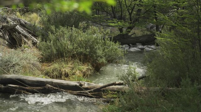 Hiker crossing a stream over a fallen log bridge in nature