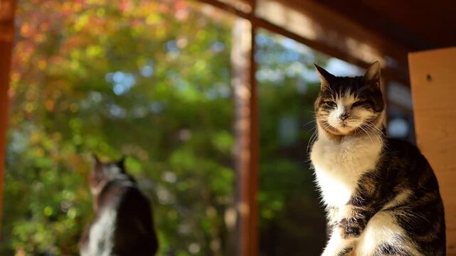 紅葉の庭を背景にのんびりしたいキジ猫と、遊びたくて仕方がない黒猫