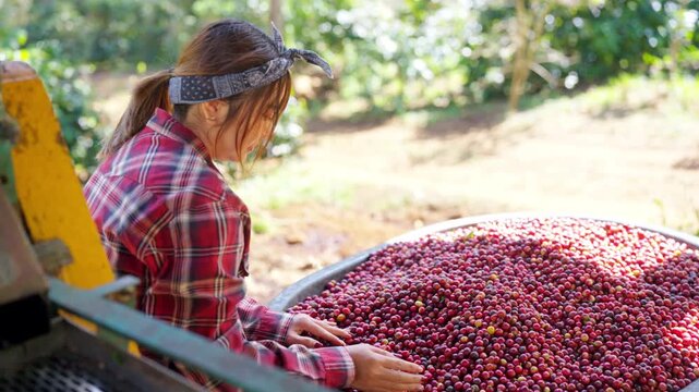 Coffee beans shell removal process in wet coffee processing factory, Asian woman coffee farmer washing red ripe coffee beans for depulped in shelling machine, quality control in agricultural industry