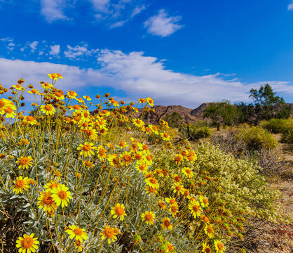 Golden Brittlebush Flowers Blooming on The Bajada Loop Nature Trail, Joshua Tree National Park, California, USA