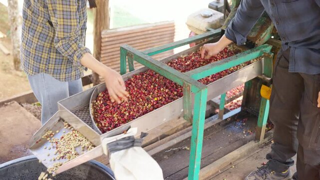 Coffee beans shell removal process in wet coffee processing factory, Asian man and woman coffee farmer sorting depulped coffee beans from shelling machine, quality control in agricultural industry