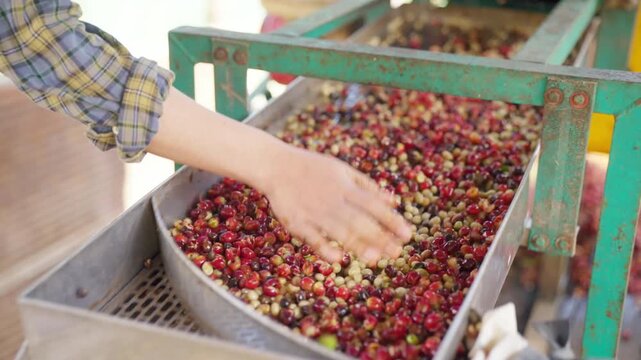 Coffee beans shell removal process in wet coffee processing factory, Asian man and woman coffee farmer sorting depulped coffee beans from shelling machine, quality control in agricultural industry