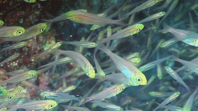 A mesmerizing congregation of tiny emerald-eyed fish gracefully navigates through the clear water, their translucent bodies catching the sun's rays near a rocky coral structure.