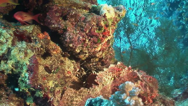A well-hidden scorpionfish merges seamlessly with intricate coral structures on a vibrant tropical reef. Small orange fish swim nearby, unaware of the lurking predator in daylight.