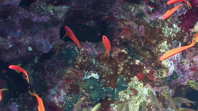 Small orange and shimmering silver fish create a mesmerizing aquatic ballet within a pristine coral reef. They dart gracefully amidst the intricate underwater structures during bright daylight hours.