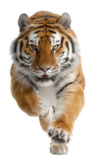 Fototapeta premium Front view of running Bengal tiger with intense stare and raised paw isolated on transparent background