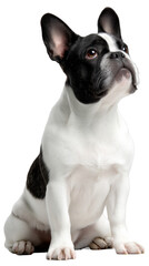 Fototapeta premium Black and white French bulldog puppy sitting and looking up isolated on transparent background