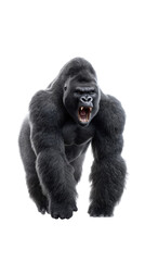 Fototapeta premium Roaring silverback gorilla charging forward with open mouth and bared teeth isolated