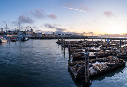 A sprawling colony of California sea lions basks on the wooden docks of Pier 39 against the backdrop of the iconic San Francisco city skyline
