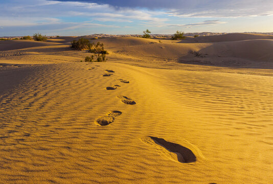 Footprints on The Golden  Algodones Sand Dunes, Imperial Sand Dunes National Recreation Area, California, USA
