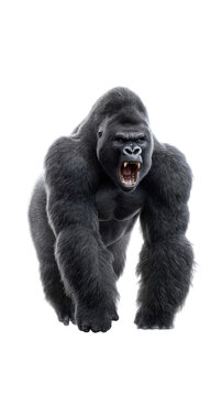 Roaring silverback gorilla charging forward with open mouth and bared teeth isolated