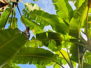 Low-angle view looking up at lush green banana leaves against a clear blue sky with bright sunlight. © Akram