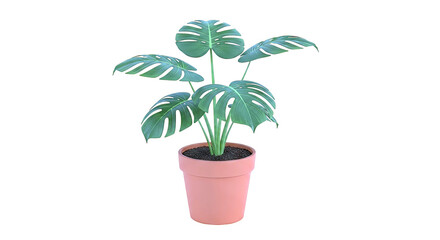 Fototapeta premium Monstera Deliciosa plant in a terracotta pot