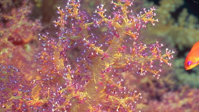 Delicate pink and purple polyps of a soft coral pulsate with life. This intricate marine organism flourishes on an Indonesian coral reef during a bright day. Its branches glow with stunning color.