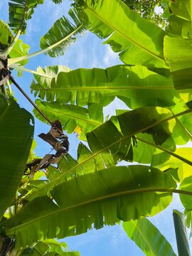 Vertical perspective of overlapping banana fronds reaching toward the sun in a tropical environment.