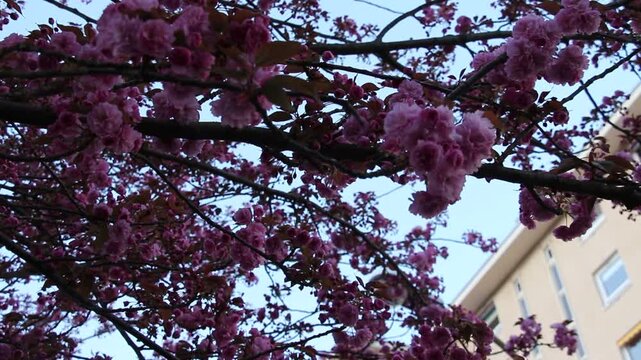 Spring in Paris. Sakura sway on a wind at the rainy evening. Blossom and architecture. High resolution video.	