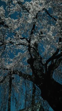 Low Angle View of Blooming Weeping Cherry Blossom Tree Against Moody Blue Sky, Vertical