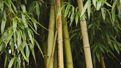 Fototapeta premium Lush Green Bamboo Stalks and Leaves Creating a Tranquil Natural Backdrop in Moscow's Vietnam Days