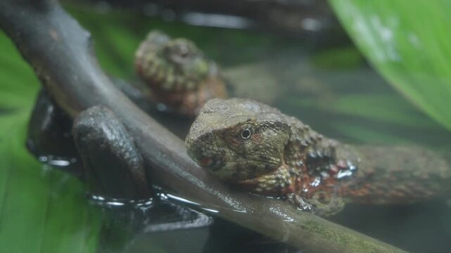 Two lizards rest on a branch in shallow water surrounded by lush green foliage