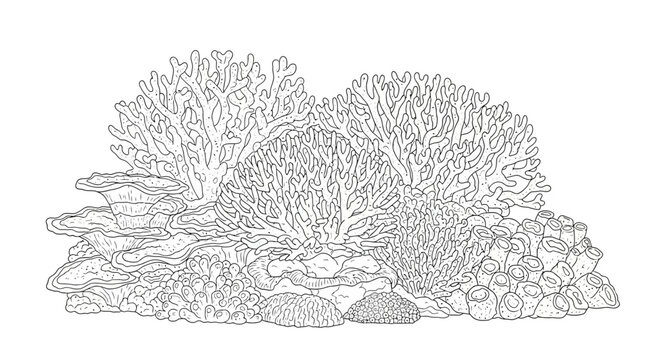 Black and white line art illustration of diverse coral reef ecosystem, marine underwater plants, and sessile invertebrates.