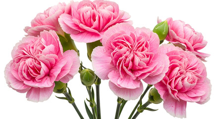 Fototapeta premium Pink carnation flowers with transparent background