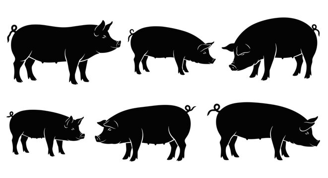 Set of six black pig silhouettes in various poses on a white background farm