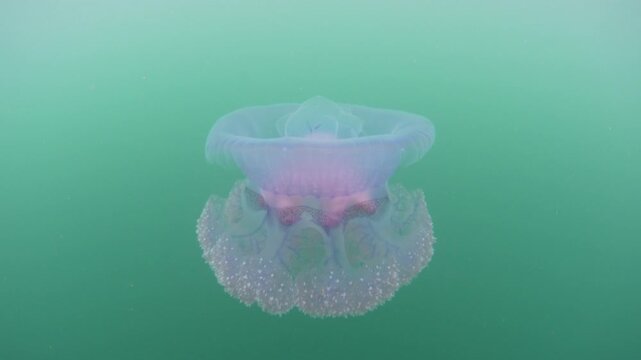 A Blue crown jellyfish, Cephea cephea, swims just under the surface of the Pacific Ocean in Fiji's tropical waters. While these cnidarians have stinging tentacles, they are harmless to humans.